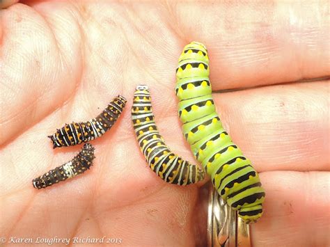 Black swallowtail caterpillars (instars 1-4) | Project Noah