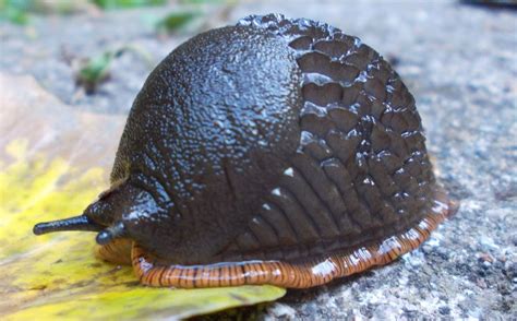 As I was taking pictures of this slug, I moved the leaf under neat it when to my surprise he ...