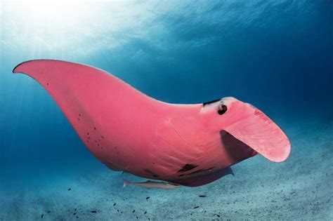 Rare pink manta ray spotted in Australia