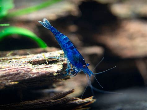 Dream Blue Velvet Shrimp - Aquatic Arts on sale today for $ 8.99