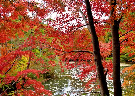 Wallpaper ID: 1362964 / forest, 1080P, the crimson, leaves, water, trees, autumn free download