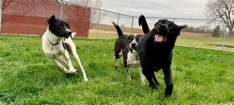 Dog Kennel In Sioux Falls SD 57106 - Smoken Dakota Kennels