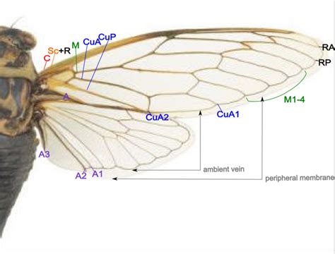 File:Cicada wing structure.png - Wikimedia Commons