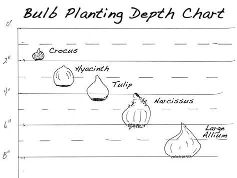 Planting Tulip Bulbs How Deep - Mbi Garden Plant