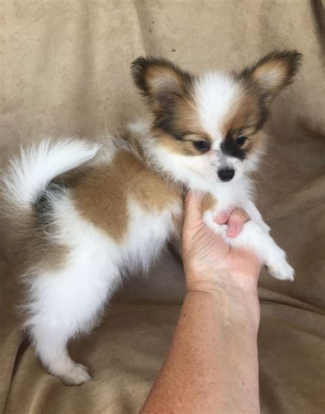 Papillon Puppies For Sale | Kent, WA #246582 | Petzlover