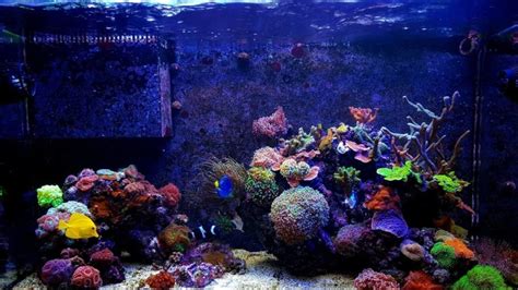 Your Ultimate Guide To Saltwater Aquarium Filter Types - Our Aquariums