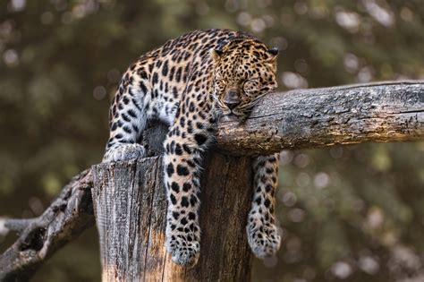 Can Jaguars climb trees? Why do Jaguars climb trees?