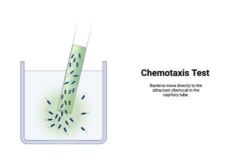 Chemotaxis Test (Attractant) | BioRender Science Templates