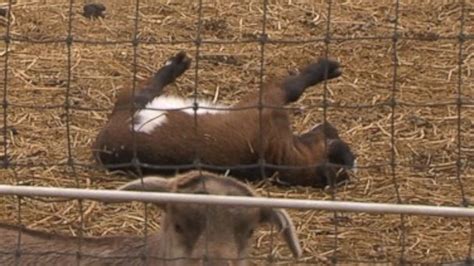 'Fainting Goats' Are Funny and Adorable - ABC News