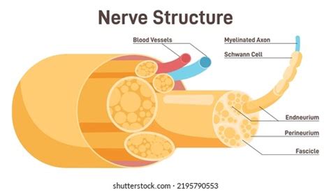 594 Neuron Labeled Images, Stock Photos & Vectors | Shutterstock