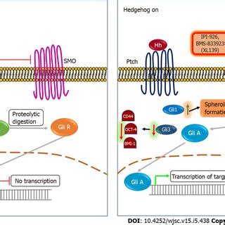 The Wnt signaling pathway and cancer stemness. In the absence of a Wnt ...