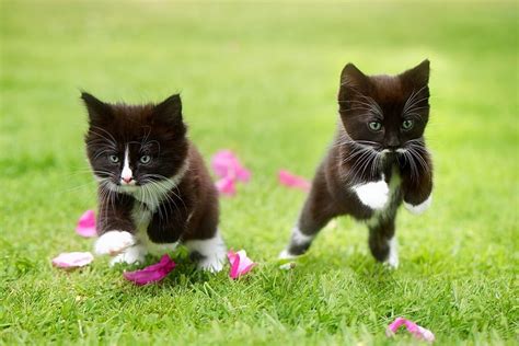 Kittens, kitten, black, running, summrr, cat, pisica, green, couple ...