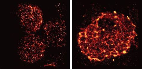 Super-resolution microscopy reveals unprecedented detail of immune cells' surface | T cell ...