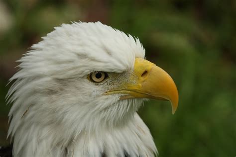 Closeup photo of Bald Eagle HD wallpaper | Wallpaper Flare