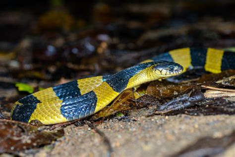 Banded krait (Bungarus fasciatus)