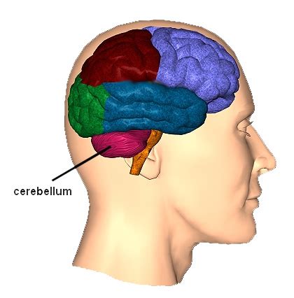 Cerebellum | CNS Traumatic Brain Injury Rehabilitation