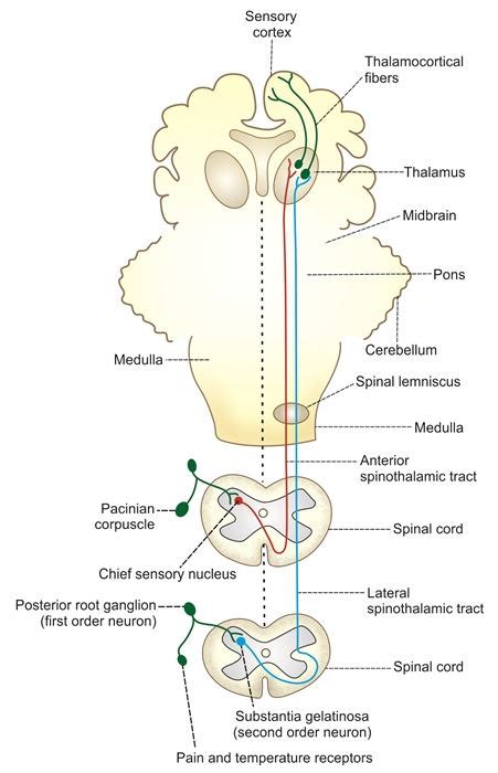 Corticospinal Tract Spinal Cord