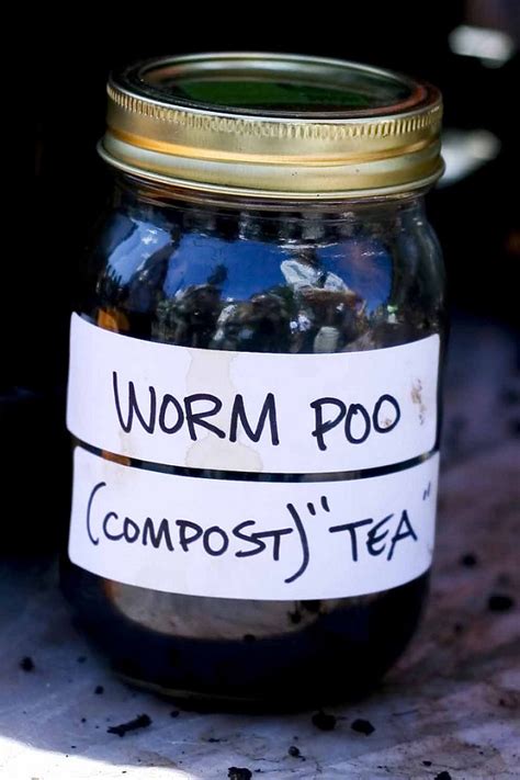 Worm Tea as Fertilizer | How to Make Fertilizer from Worm Castings ⋆ HTGT