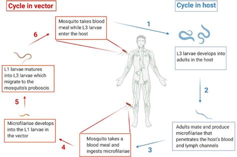 Life-cycle of filarial parasites, demonstrated with W. bacncrofti. Both ...