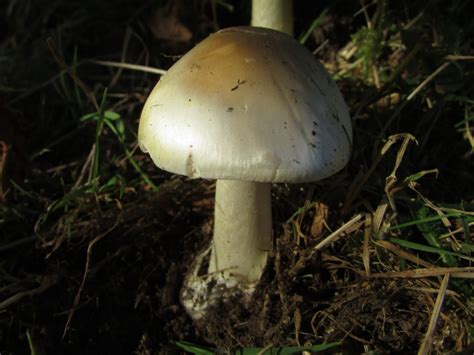 Deathcap