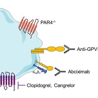 Overview of platelet receptors inhibition involved in myocardial ...