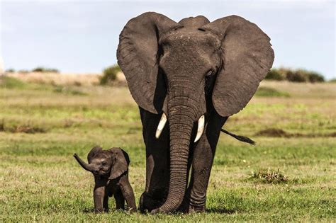 Little elephant calf with its mother : hardcoreaww