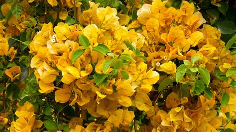 Lush Bougainvillea Varieties