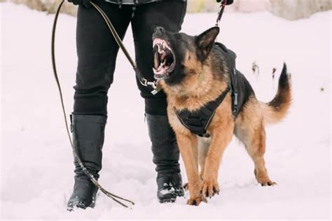 How to Train an Aggressive Female German Shepherd: Helpful Guide ...