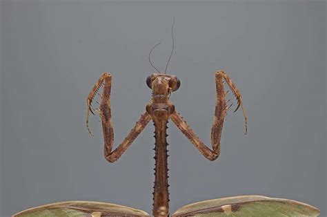 Scientists uncover re-evolution of disruptive camouflage in horned praying mantises