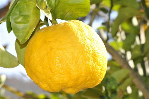 Lemon Fruit on Branch during Day Time · Free Stock Photo