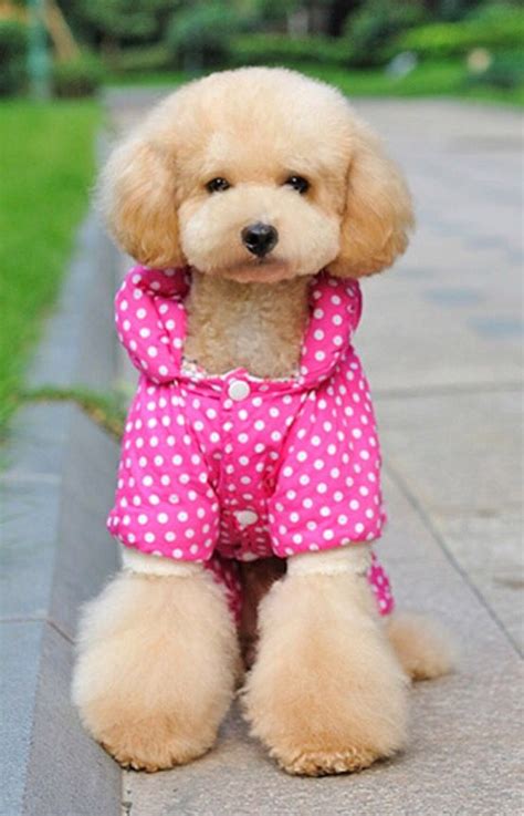 Teddy Bear Face poodle | Peluquería de perros, Perros bonitos, Mascotas