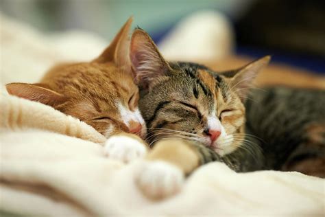 Sleeping Kittens Photograph by Akimasa Harada - Fine Art America