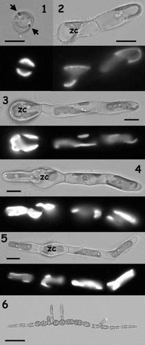 Full article: Inheritance of organelles in artificial hybrids of the isogamous multicellular ...
