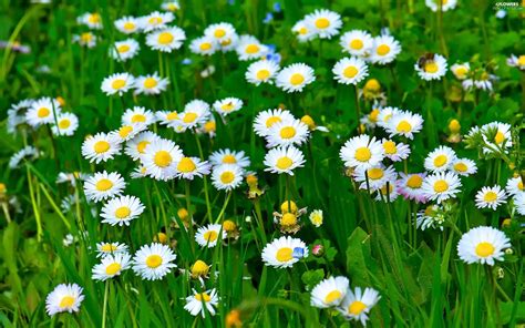 grass, Meadow, daisies - Flowers wallpapers: 2560x1600