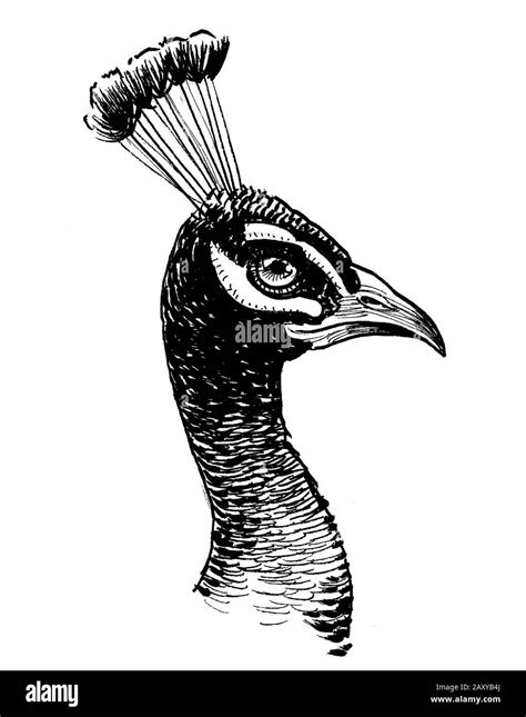 Peacock head. Ink black and white drawing Stock Photo - Alamy