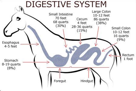 Diagram Of Horse Digestive System