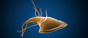 Giardia - Disease Surveillance Epidemiology Program - MeCDC; DHHS Maine