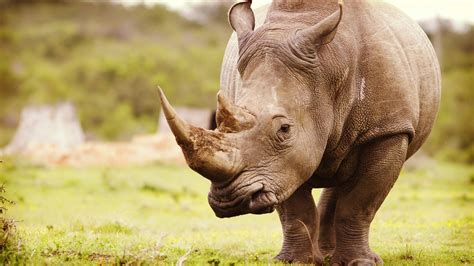 Download Depth Of Field Animal Rhino 4k Ultra HD Wallpaper