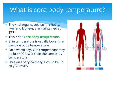 Homeostasis And Body Temperature