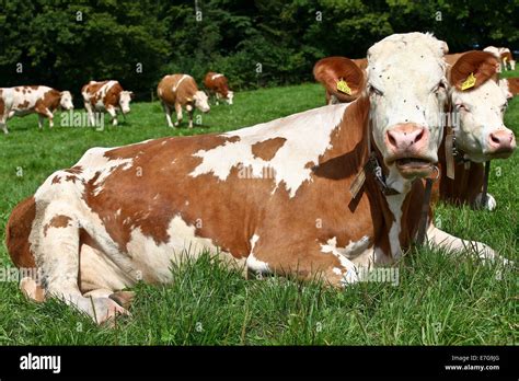 Simmental breed, Simmental cattle on the willow, Berglen, Germany, Sept. 6, 2014 Stock Photo - Alamy