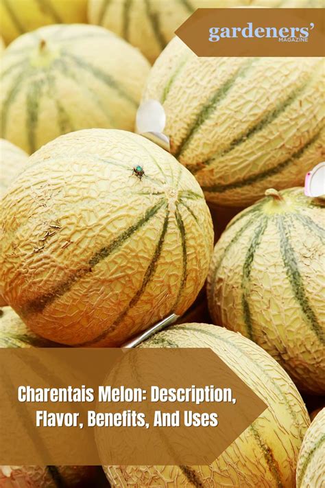 Charentais Melon: Description, Flavor, Benefits, And Uses - Gardeners ...