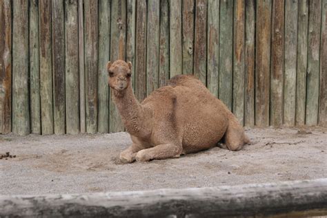 Chattanooga Zoo - Review, Details, and Pictures