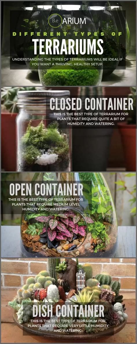 Terrarium: Complete Care Guide & "How To" Build