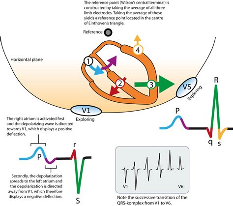 Characteristics of the Normal ECG – Cardiovascular Education