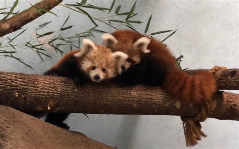 Help name two cute Red Panda cubs at The Birmingham Zoo | Bham Now