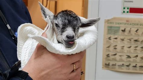 Newborn goat found abandoned on Essex industrial estate - BBC News