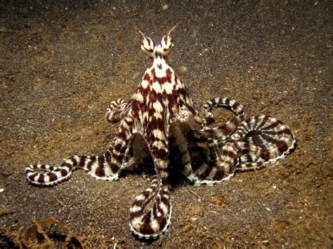 Mimic Octopus, this fascinating creature was discovered in 1998 off the ...