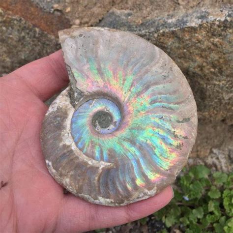 Opalized Ammonite Fossil Large | Etsy | Ammonite, Fossil, Animal groups