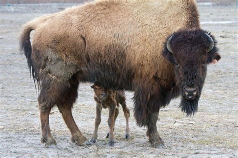 Wood Bison Facts, Habitat, Diet, Life Cycle, Pictures