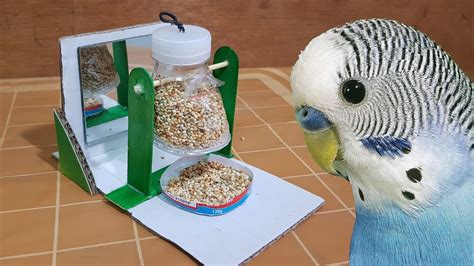 How to make Foraging Toy for budgies - YouTube